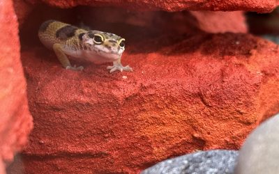 Vivarium – Von der Achatschnecke bis Rüsselbarbe